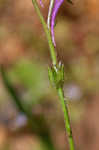 Moroccan toadflax